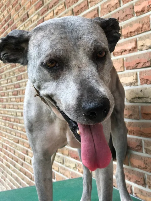 조선시대부터 귀신 잡는다고 유명한 견종_2.webp