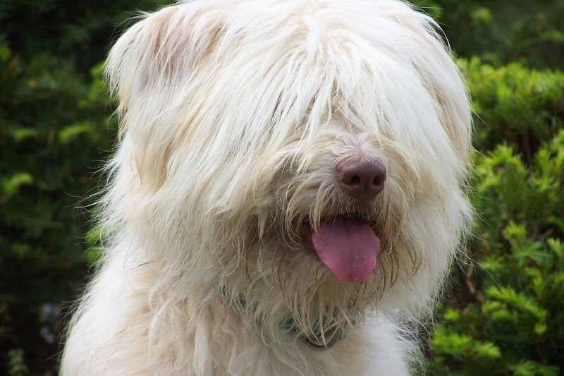 조선시대부터 귀신 잡는다고 유명한 견종_3.jpg