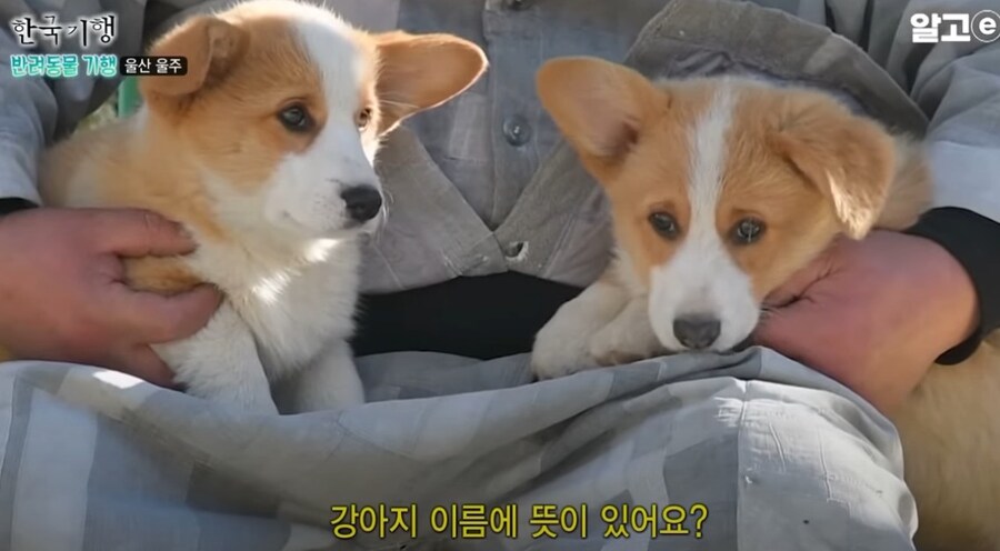 스님이 개이름을 럭셔리하게 짓는 이유.eu_7.jpg