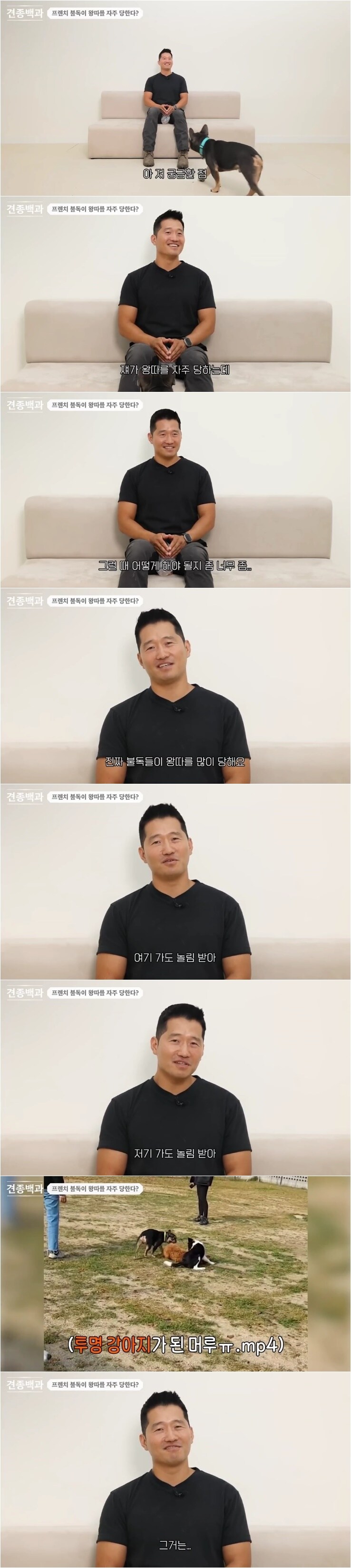 '프렌치 불독은 개들 사이에서 왕따를 당한다'_1.jpg