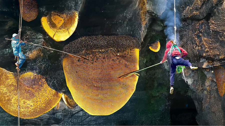 경이로운 크기의 자연산 벌집_1.webp