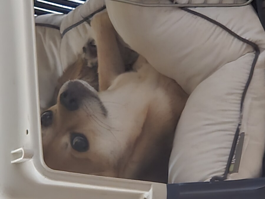 개 쿠션 사주길 잘한 듯_3.jpg