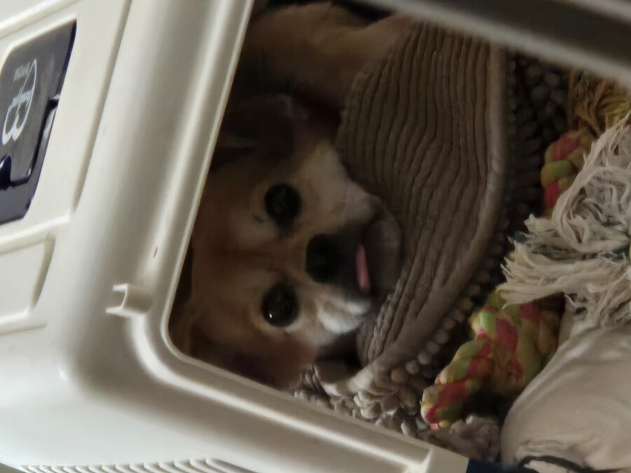 개 쿠션 사주길 잘한 듯_4.jpg