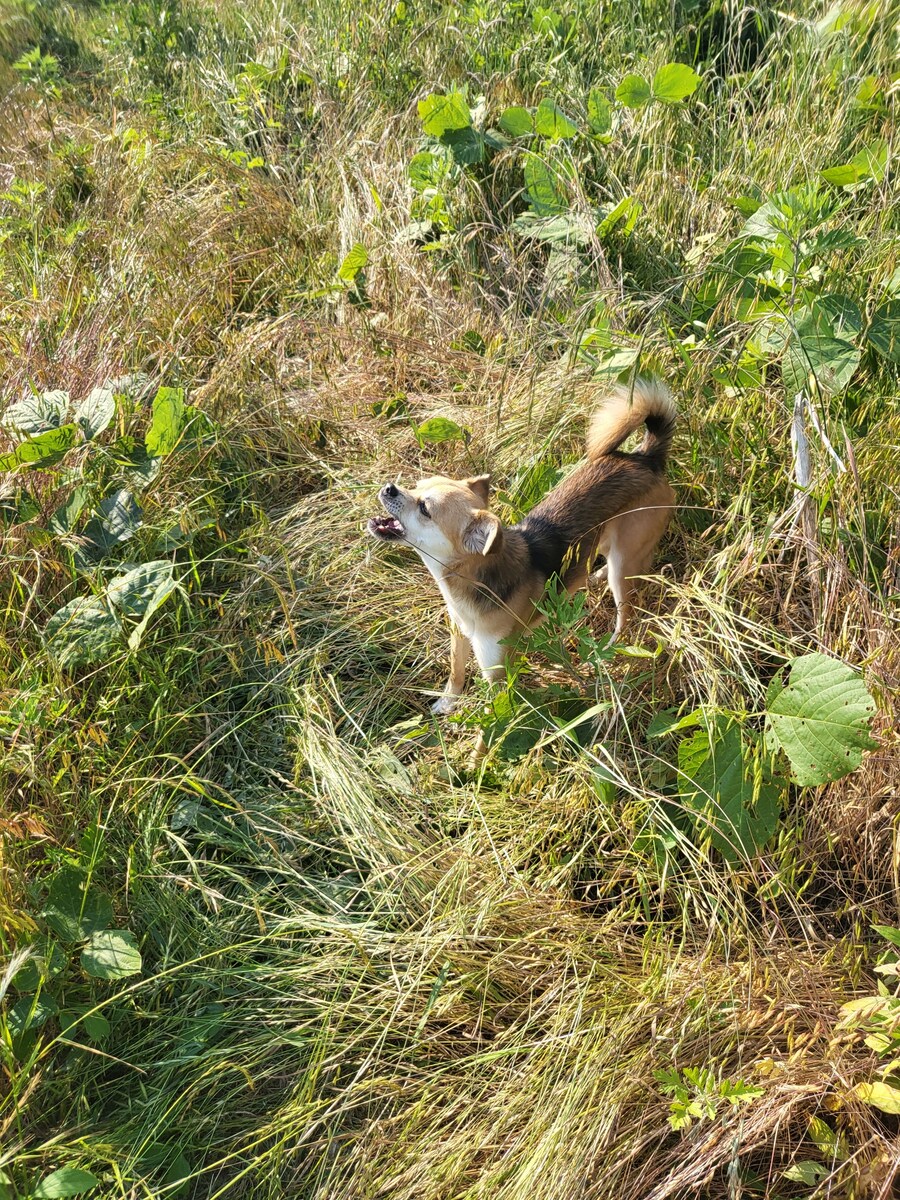 개 쿠션 사주길 잘한 듯_7.jpg
