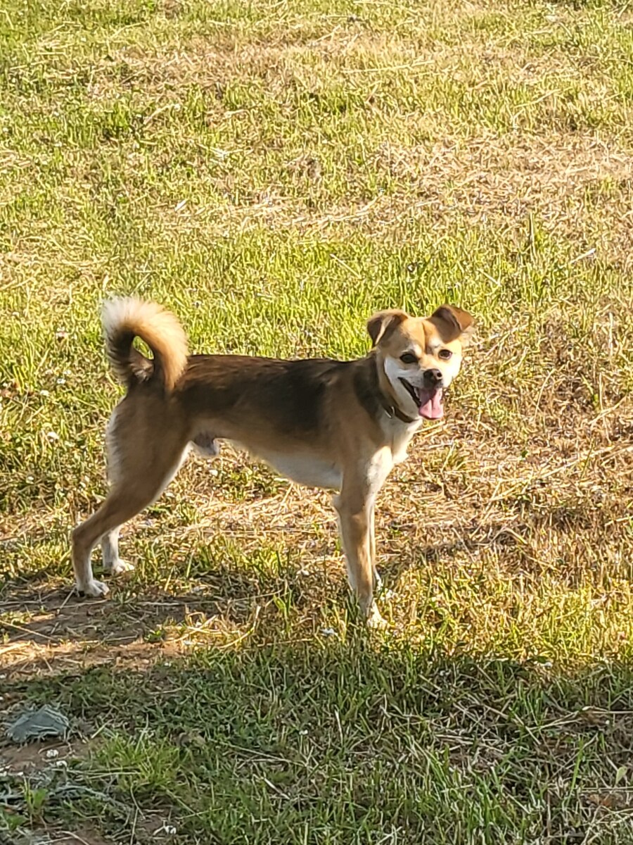 개 쿠션 사주길 잘한 듯_10.jpg