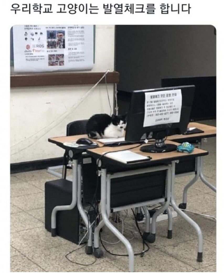 대학교별 고양이 자랑 대회.jpg_4.jpg