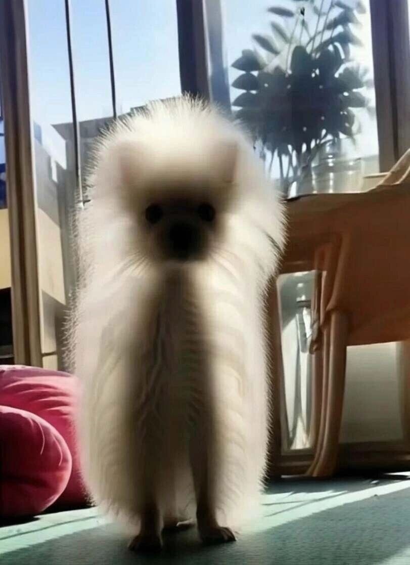 19)몸매가 다 보이는 시스루_1.jpg