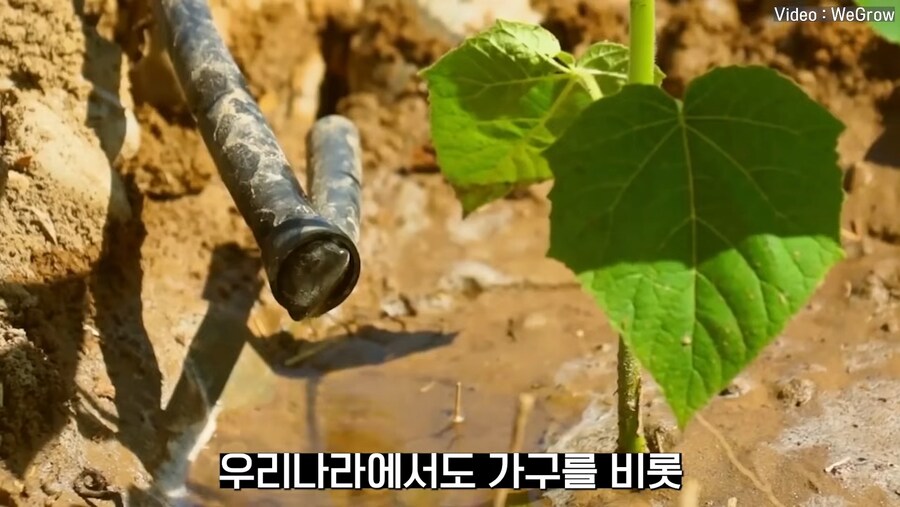 대나무 싸닥션 치는 속도로 크는 참오동나무_3.jpg