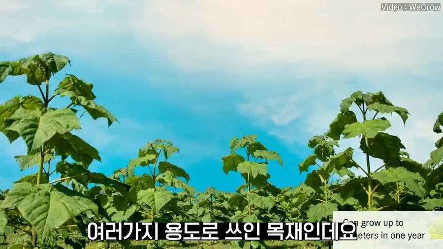 대나무 싸닥션 치는 속도로 크는 참오동나무_4.jpg