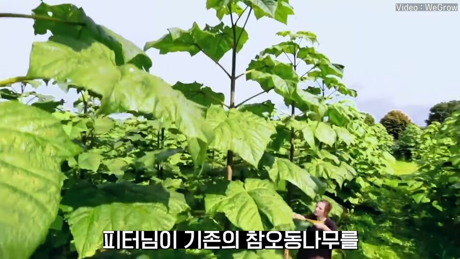 대나무 싸닥션 치는 속도로 크는 참오동나무_7.jpg