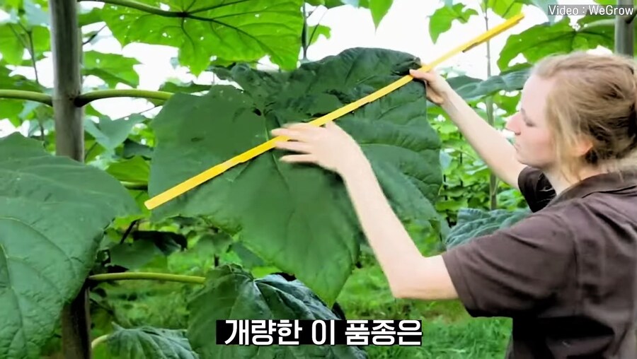 대나무 싸닥션 치는 속도로 크는 참오동나무_8.jpg