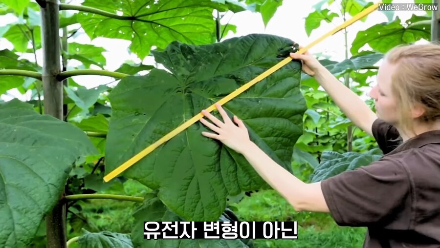 대나무 싸닥션 치는 속도로 크는 참오동나무_11.jpg