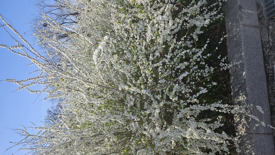 꽃 이름 찾고있어요_1.jpg