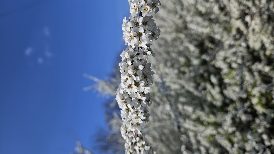 꽃 이름 찾고있어요_3.jpg