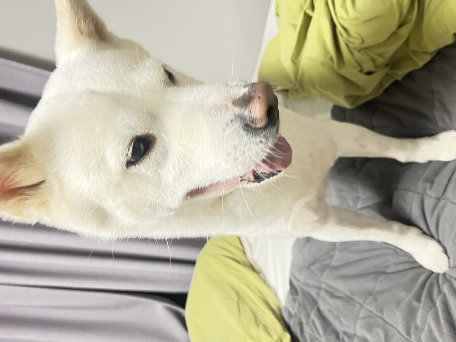 만우절 기념고양이 인증한다_2.jpg