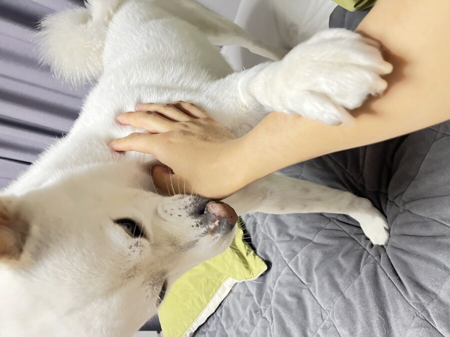 만우절 기념고양이 인증한다_3.jpg