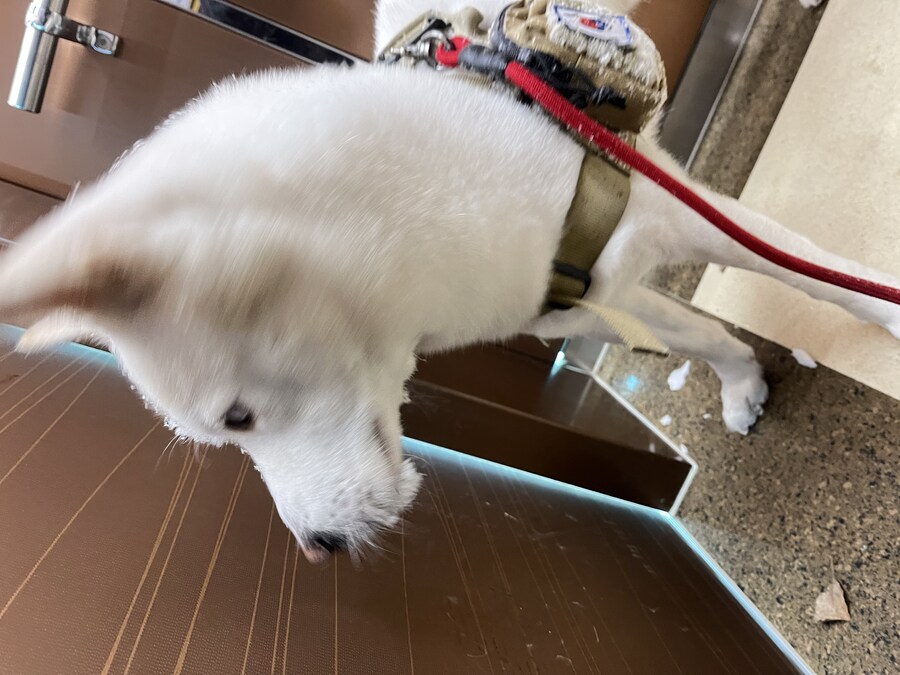 만우절 기념고양이 인증한다_10.jpg