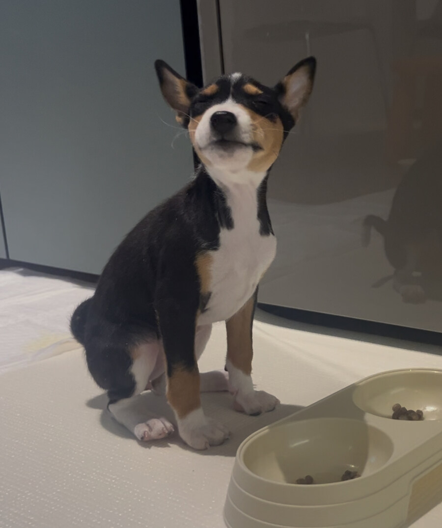 웃상 강아지(GPT 지브리 풍)_2.jpg