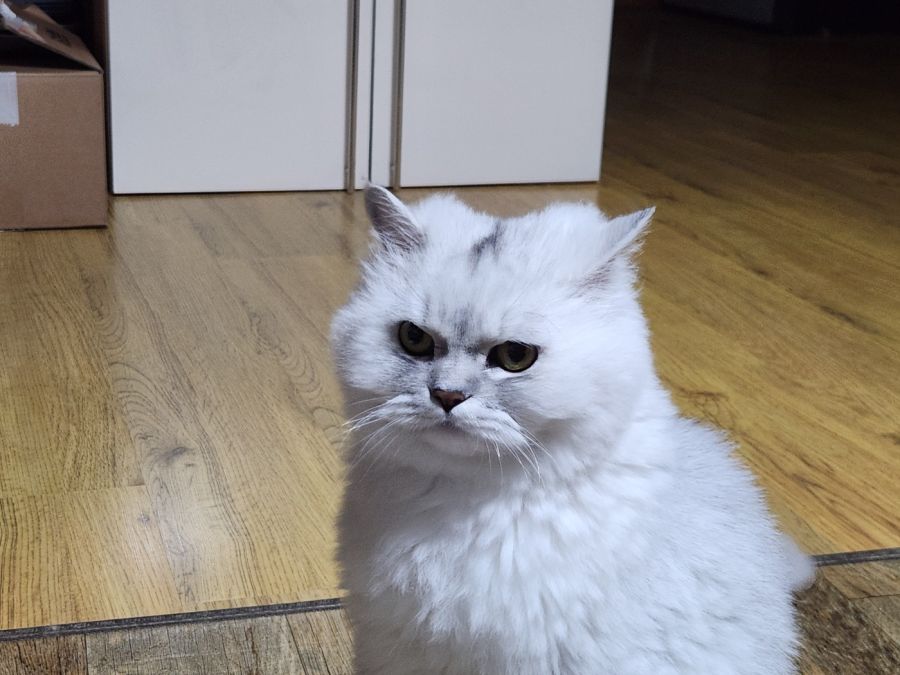 [야옹] 요즘 반려동물에 AI 필터 입히는게 유행이라길래..._2.jpg