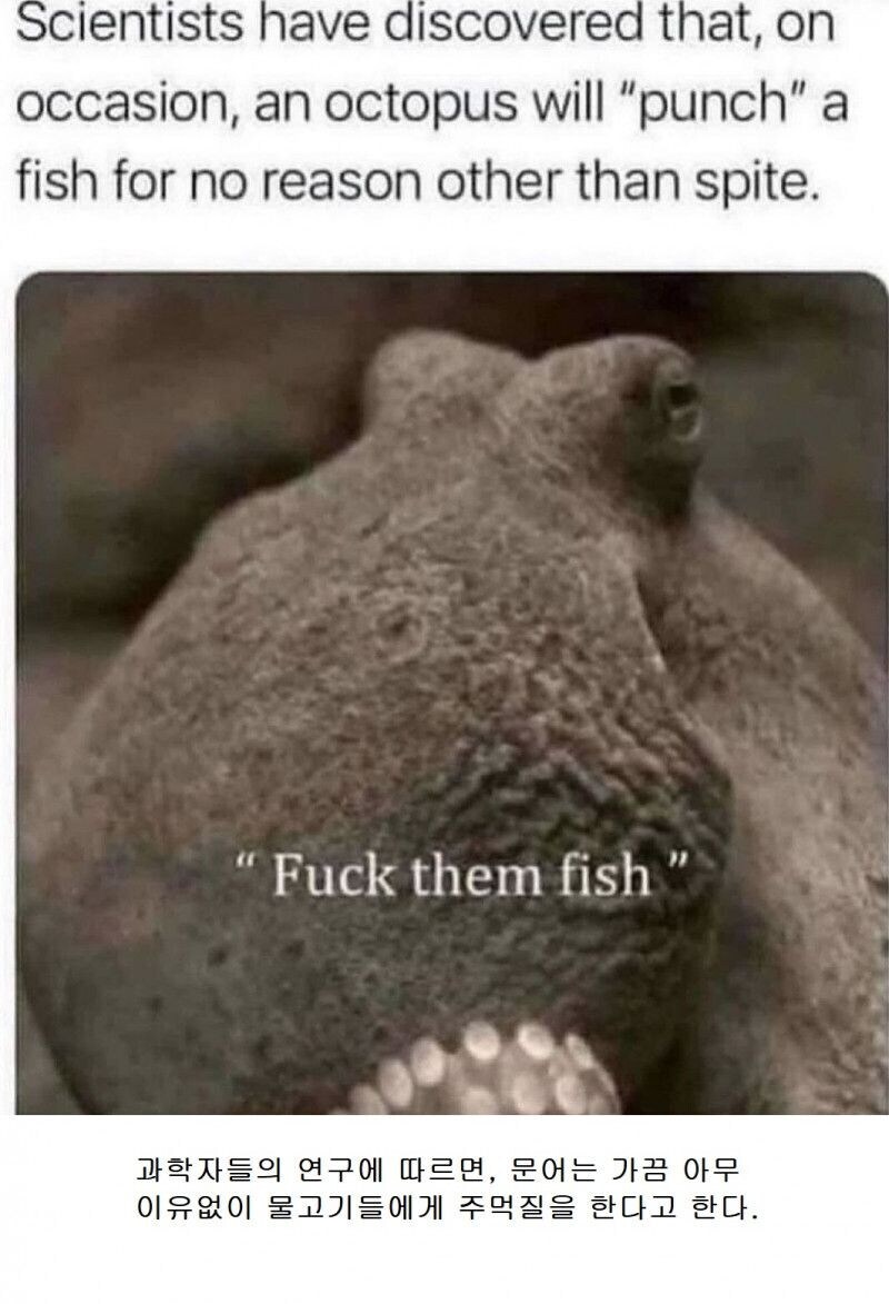 문어가 지능이 높다는 근거.gif_1.png