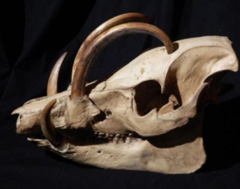 [기묘한 동물 탐구] 1. 자기 이빨에 찔려 죽는 동물_3.jpg