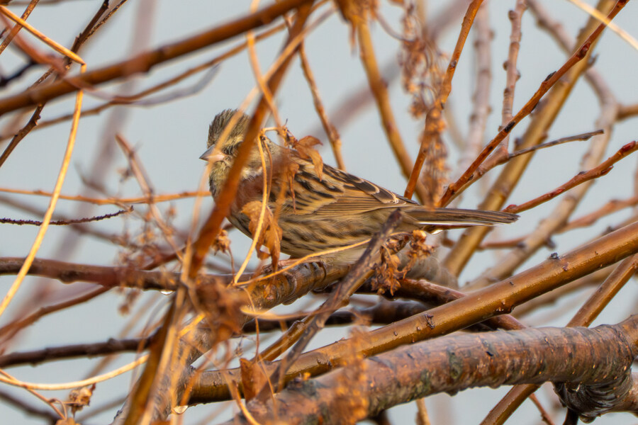 삼일절, 굴포천과 김포대수로 탐조_4.jpg