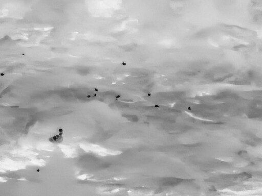 삼일절, 굴포천과 김포대수로 탐조_15.jpg