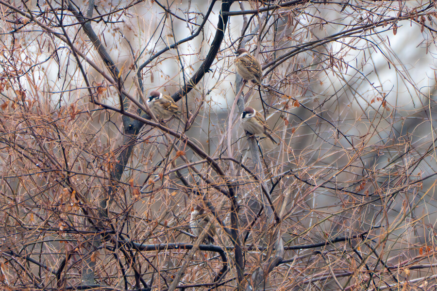 삼일절, 굴포천과 김포대수로 탐조_21.jpg