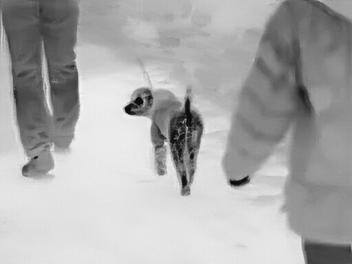 삼일절, 굴포천과 김포대수로 탐조_26.jpg