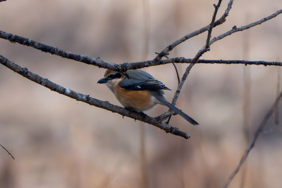 삼일절, 굴포천과 김포대수로 탐조_28.jpg