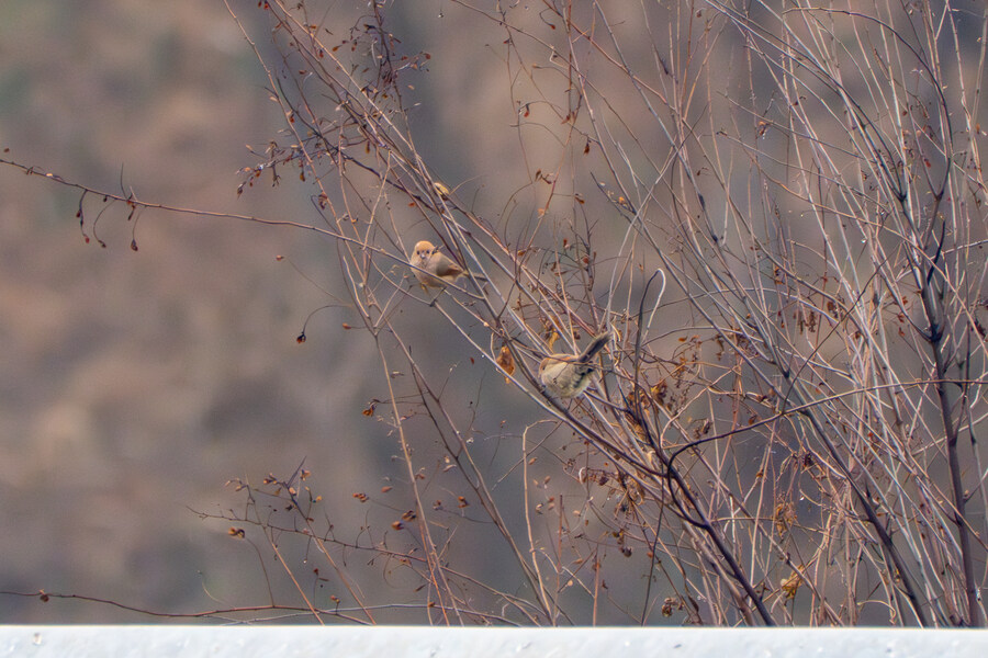 삼일절, 굴포천과 김포대수로 탐조_23.jpg