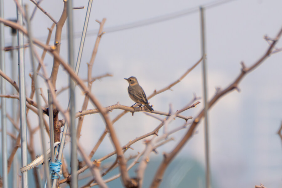 삼일절, 굴포천과 김포대수로 탐조_32.jpg