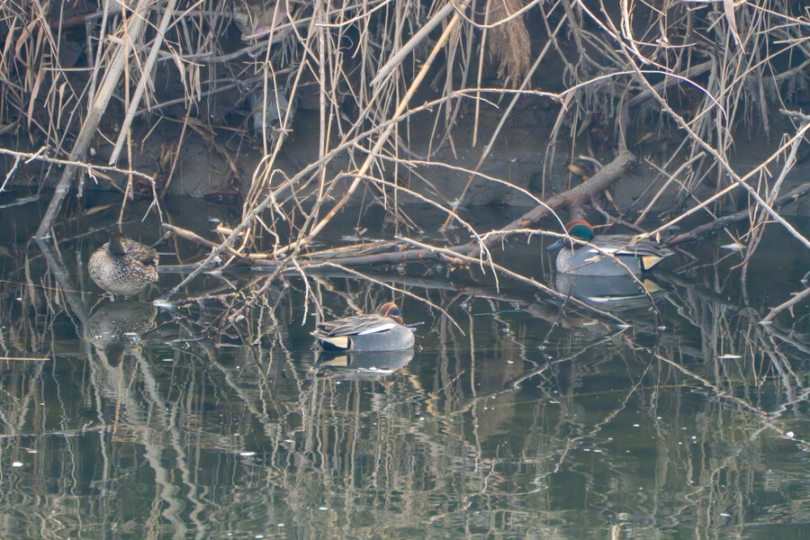 삼일절, 굴포천과 김포대수로 탐조_35.jpg
