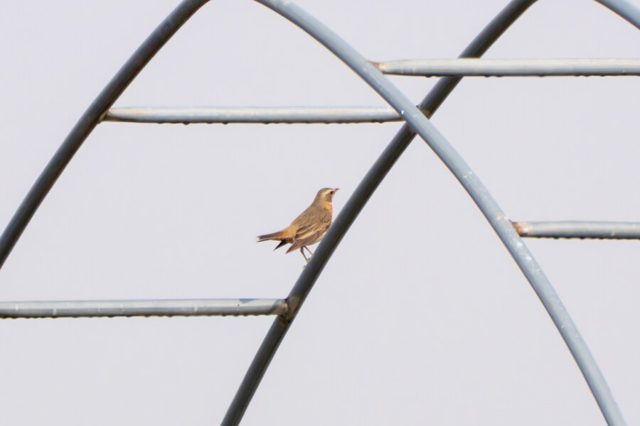 삼일절, 굴포천과 김포대수로 탐조_33.jpg