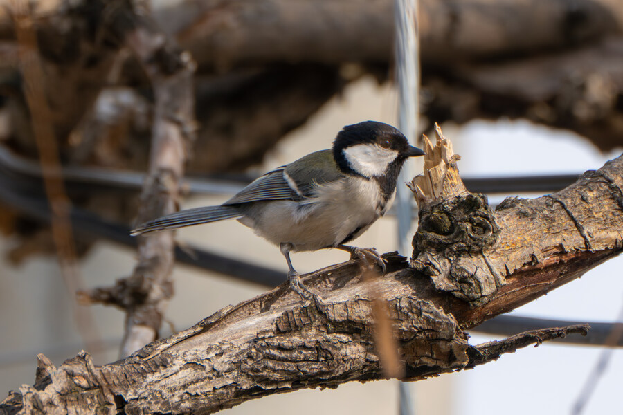 삼일절, 굴포천과 김포대수로 탐조_36.jpg