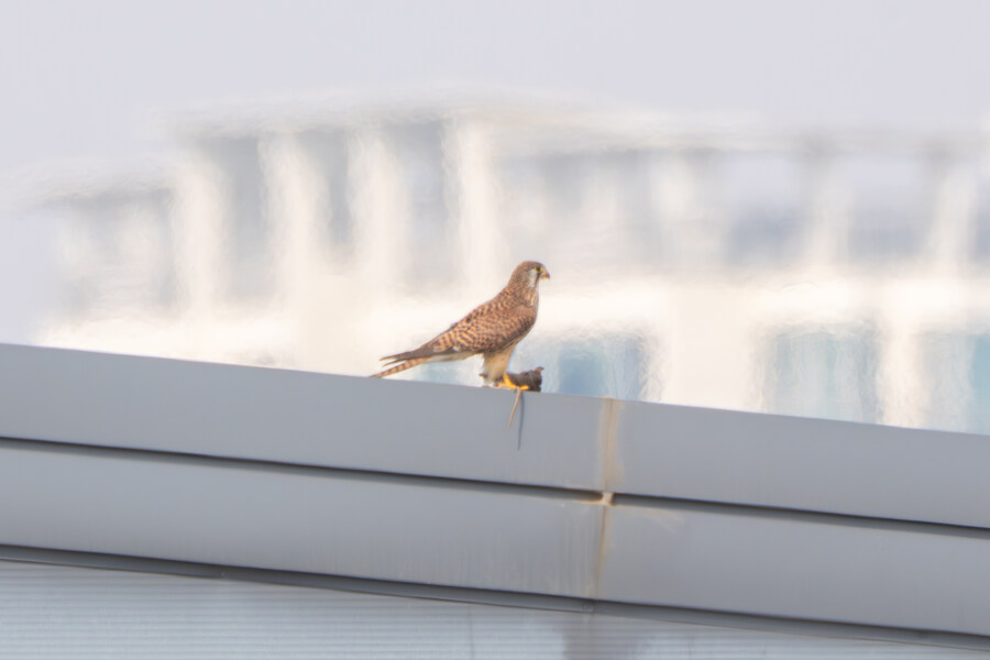 삼일절, 굴포천과 김포대수로 탐조_37.jpg