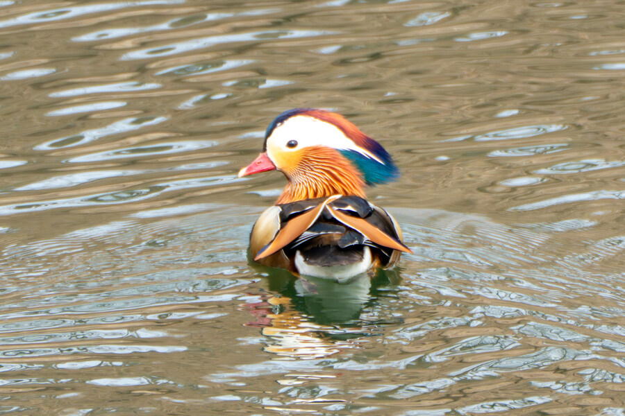 삼일절, 굴포천과 김포대수로 탐조_38.jpg