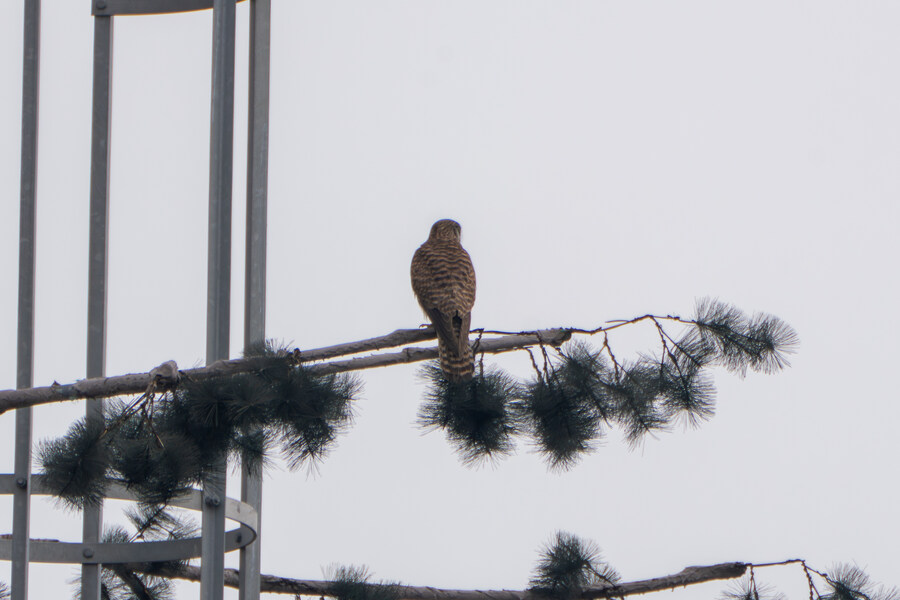 삼일절, 굴포천과 김포대수로 탐조_39.jpg