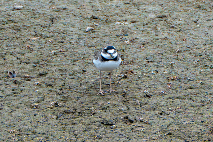 삼일절, 굴포천과 김포대수로 탐조_49.jpg