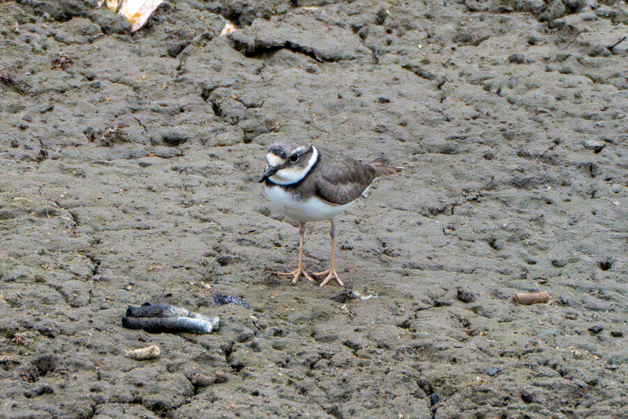 삼일절, 굴포천과 김포대수로 탐조_50.jpg