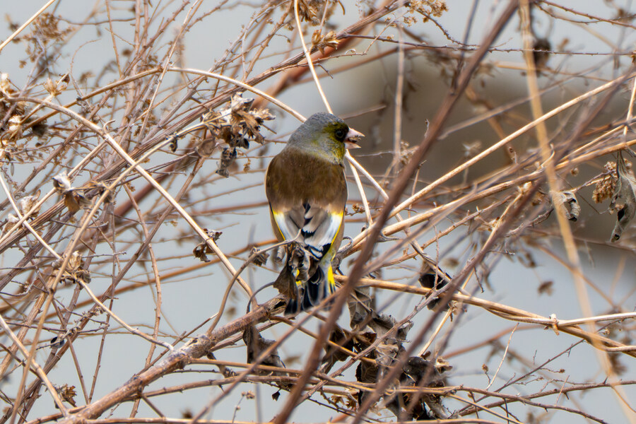 삼일절, 굴포천과 김포대수로 탐조_53.jpg
