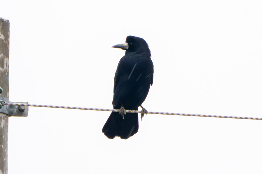 삼일절, 굴포천과 김포대수로 탐조_58.jpg