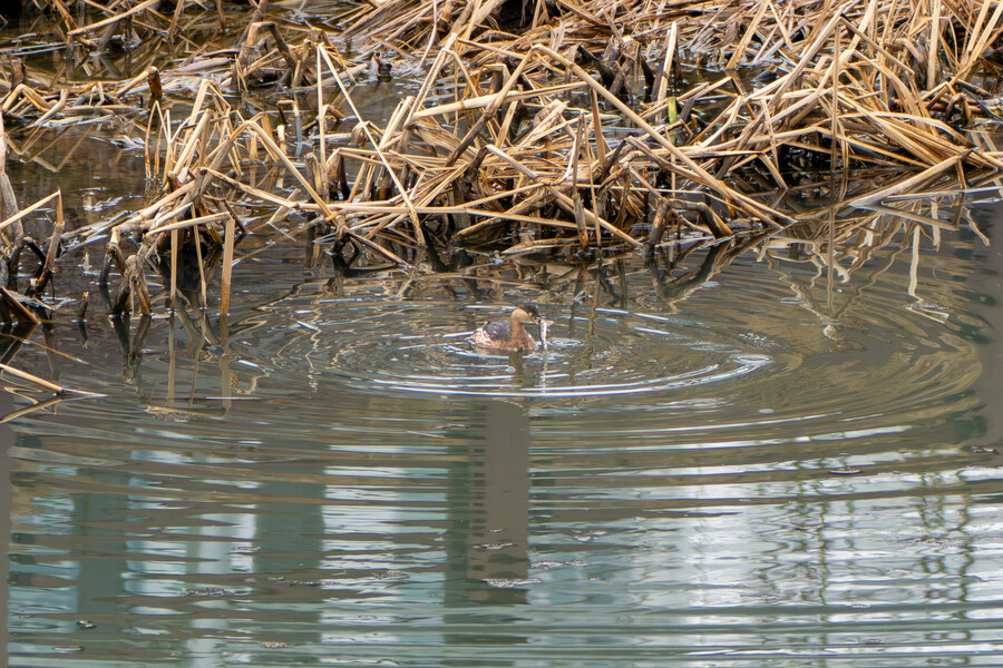 삼일절, 굴포천과 김포대수로 탐조_59.jpg