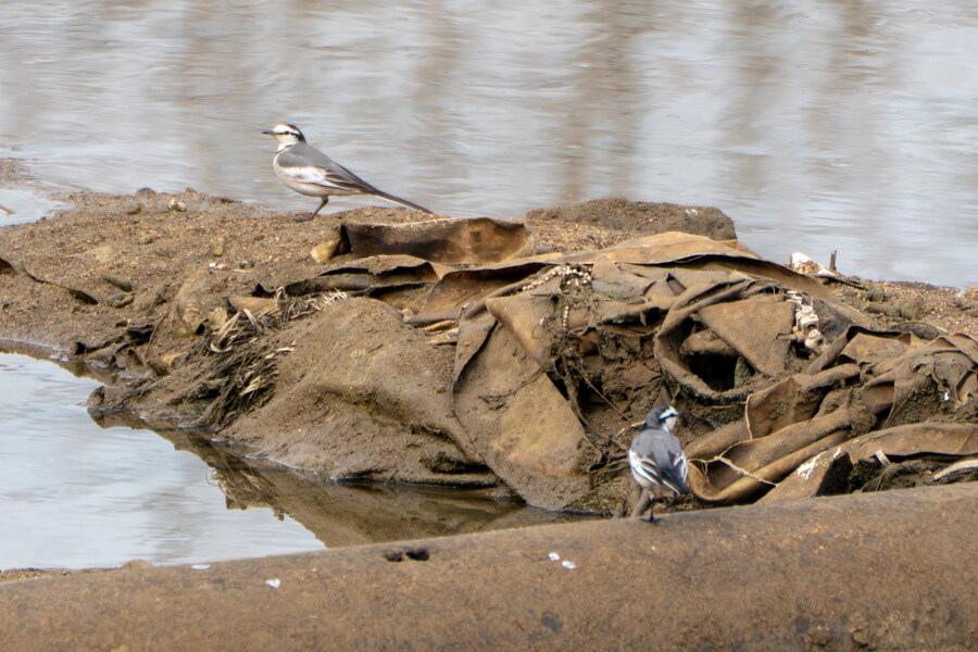 삼일절, 굴포천과 김포대수로 탐조_61.jpg