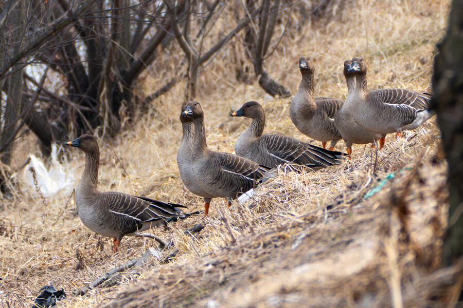 삼일절, 굴포천과 김포대수로 탐조_62.jpg