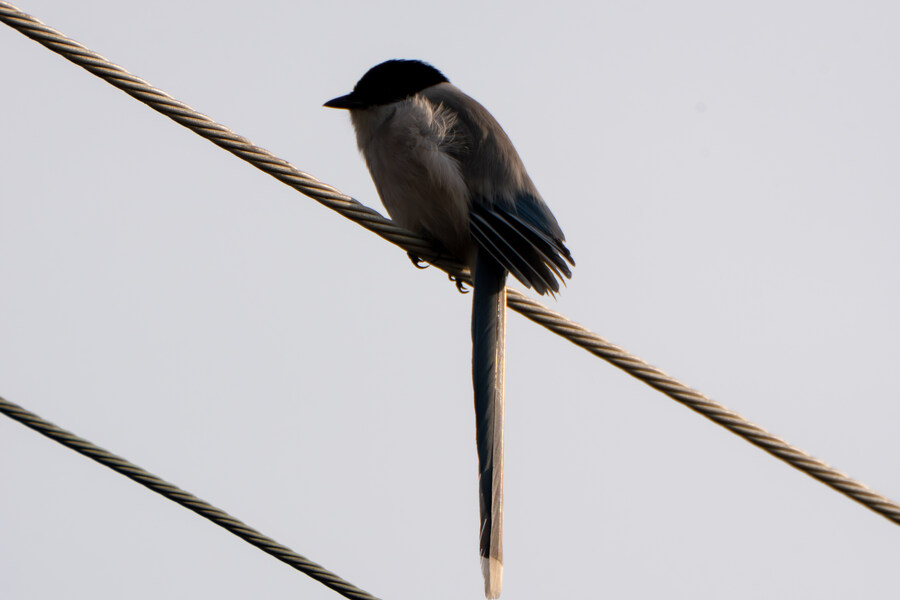 삼일절, 굴포천과 김포대수로 탐조_64.jpg