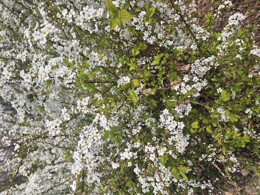 2025 서울 영등포 벗꽃 축제_9.jpg