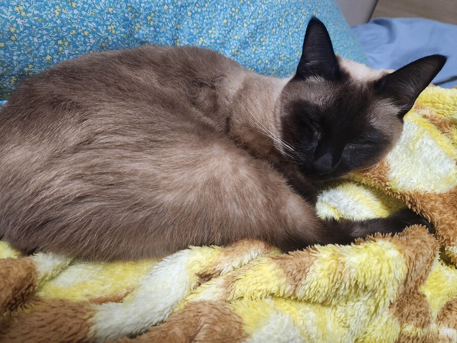 뭔가 자는 모습이 짠했던 아깽이는..._5.jpg