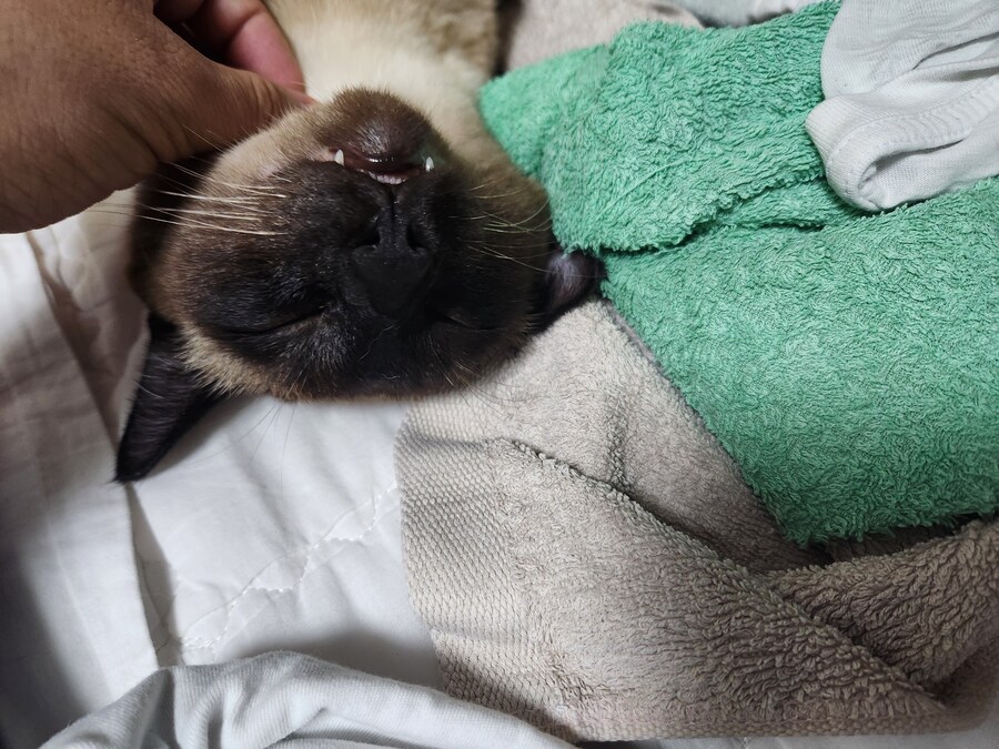 뭔가 자는 모습이 짠했던 아깽이는..._7.jpg