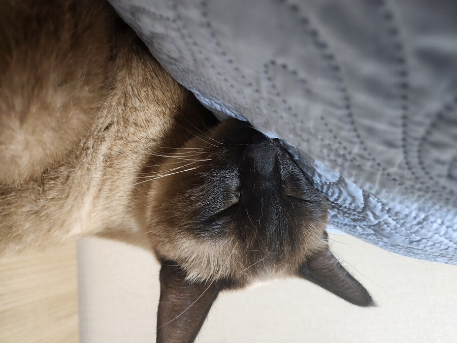 뭔가 자는 모습이 짠했던 아깽이는..._10.jpg